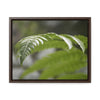 Rainforest Trails & Views - Gallery Canvas Wraps, Horizontal Frame - El Yunque National Forest - Puerto Rico - Closeup of the ancient Fern plant - Green Forest Home