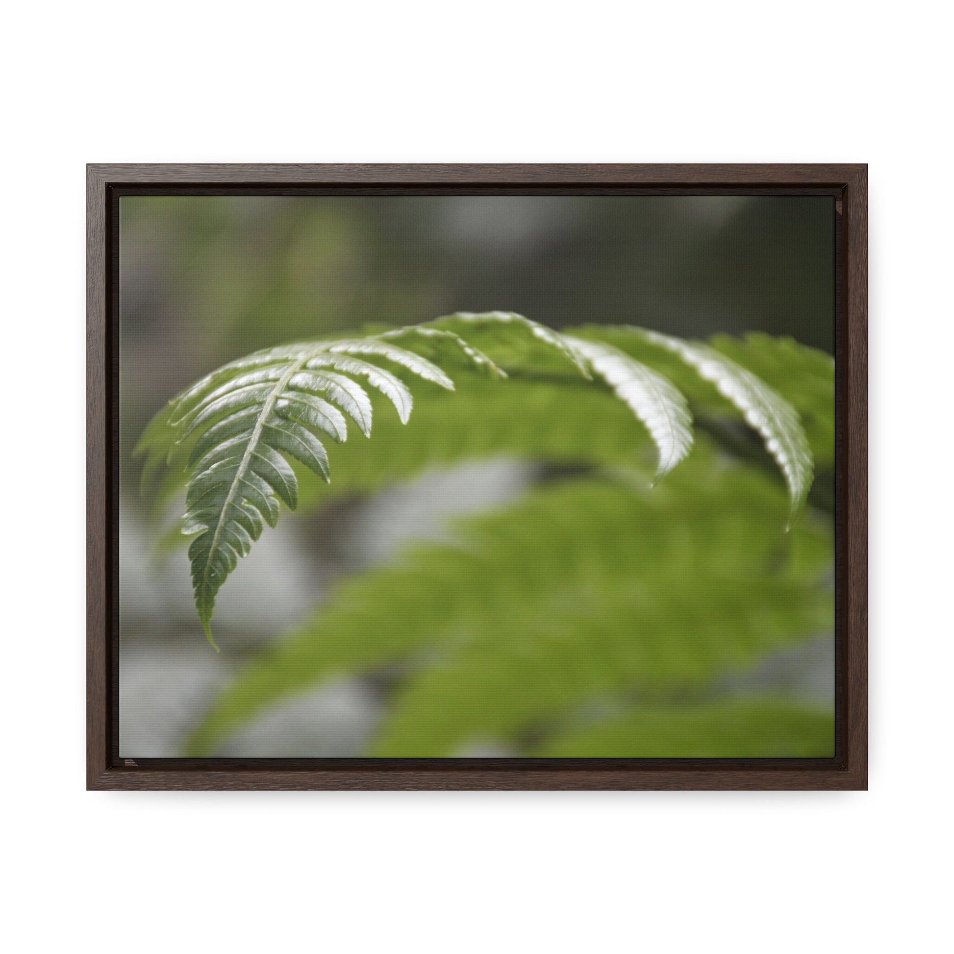 Rainforest Trails & Views - Gallery Canvas Wraps, Horizontal Frame - El Yunque National Forest - Puerto Rico - Closeup of the ancient Fern plant - Green Forest Home