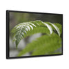 Rainforest Trails & Views - Gallery Canvas Wraps, Horizontal Frame - El Yunque National Forest - Puerto Rico - Closeup of the ancient Fern plant - Green Forest Home