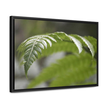 Rainforest Trails & Views - Gallery Canvas Wraps, Horizontal Frame - El Yunque National Forest - Puerto Rico - Closeup of the ancient Fern plant - Green Forest Home
