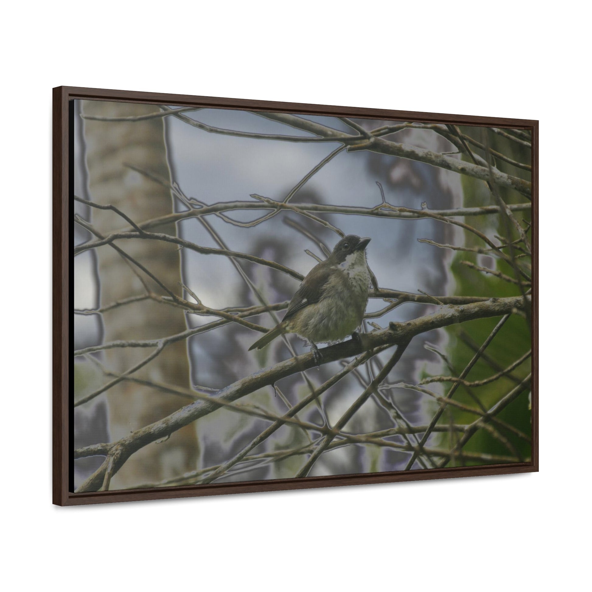 Rainforest Trails & Views - Gallery Canvas Wraps, Horizontal Frame - El Yunque National Forest - Puerto Rico - Color enhanced bird in Rio Sabana trail - Green Forest Home
