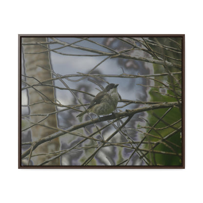 Rainforest Trails & Views - Gallery Canvas Wraps, Horizontal Frame - El Yunque National Forest - Puerto Rico - Color enhanced bird in Rio Sabana trail - Green Forest Home
