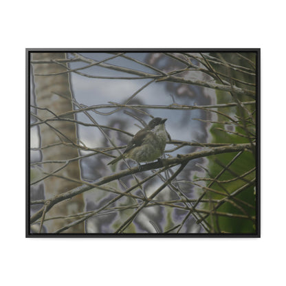 Rainforest Trails & Views - Gallery Canvas Wraps, Horizontal Frame - El Yunque National Forest - Puerto Rico - Color enhanced bird in Rio Sabana trail - Green Forest Home