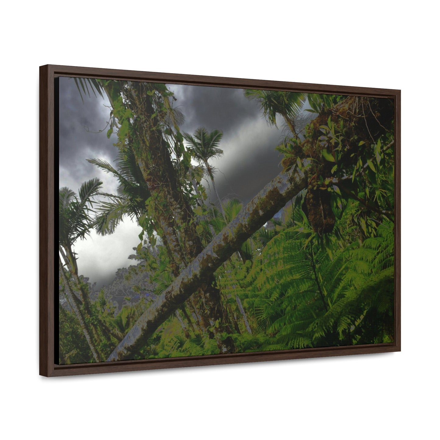 Rainforest Trails & Views - Gallery Canvas Wraps, Horizontal Frame - El Yunque National Forest - Puerto Rico - Color enhanced dramatic tangle of trees after Hurricane Maria - Green Forest Home