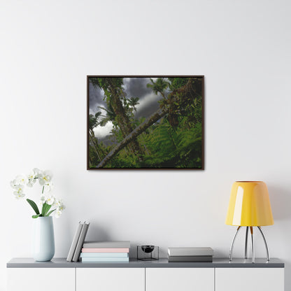 Rainforest Trails & Views - Gallery Canvas Wraps, Horizontal Frame - El Yunque National Forest - Puerto Rico - Color enhanced dramatic tangle of trees after Hurricane Maria - Green Forest Home