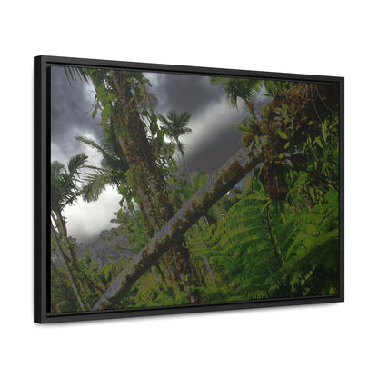 Rainforest Trails & Views - Gallery Canvas Wraps, Horizontal Frame - El Yunque National Forest - Puerto Rico - Color enhanced dramatic tangle of trees after Hurricane Maria - Green Forest Home