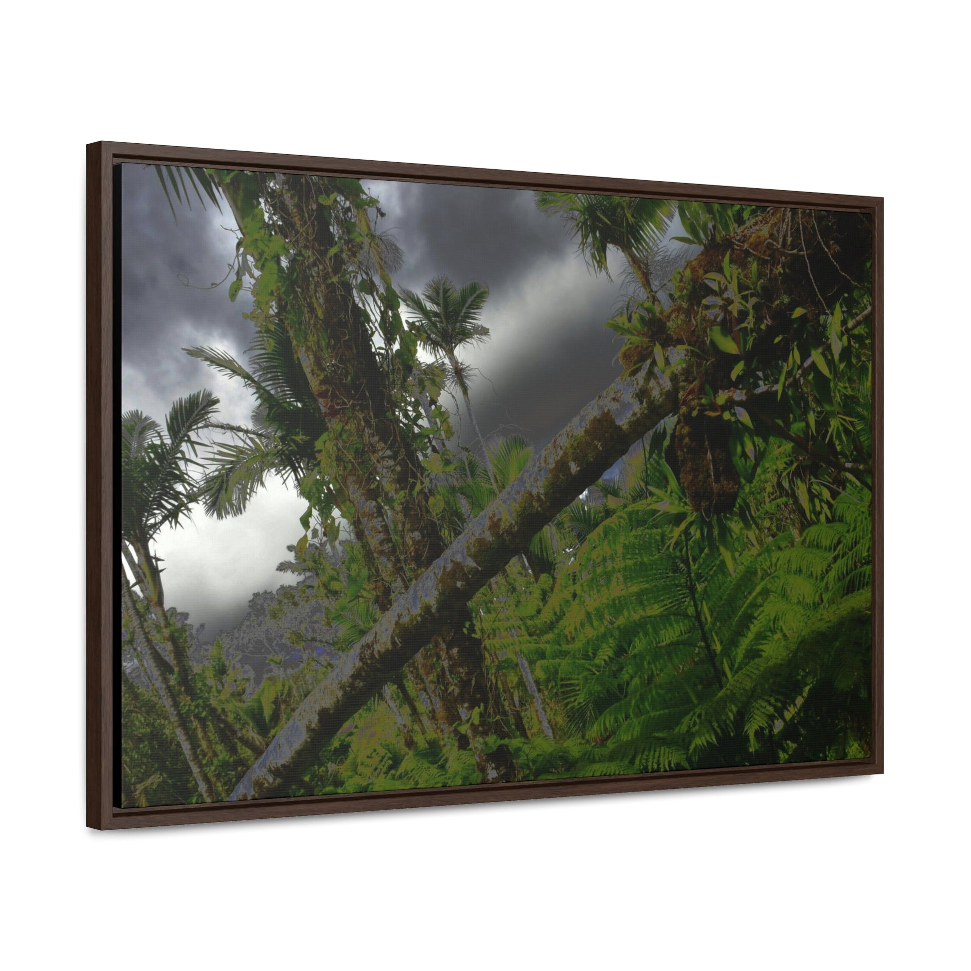 Rainforest Trails & Views - Gallery Canvas Wraps, Horizontal Frame - El Yunque National Forest - Puerto Rico - Color enhanced dramatic tangle of trees after Hurricane Maria - Green Forest Home