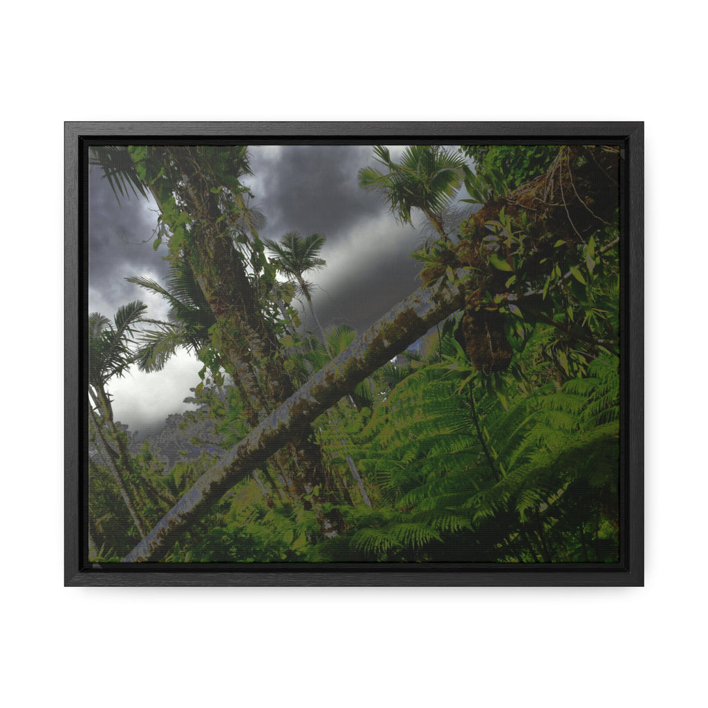 Rainforest Trails & Views - Gallery Canvas Wraps, Horizontal Frame - El Yunque National Forest - Puerto Rico - Color enhanced dramatic tangle of trees after Hurricane Maria - Green Forest Home