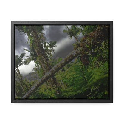 Rainforest Trails & Views - Gallery Canvas Wraps, Horizontal Frame - El Yunque National Forest - Puerto Rico - Color enhanced dramatic tangle of trees after Hurricane Maria - Green Forest Home
