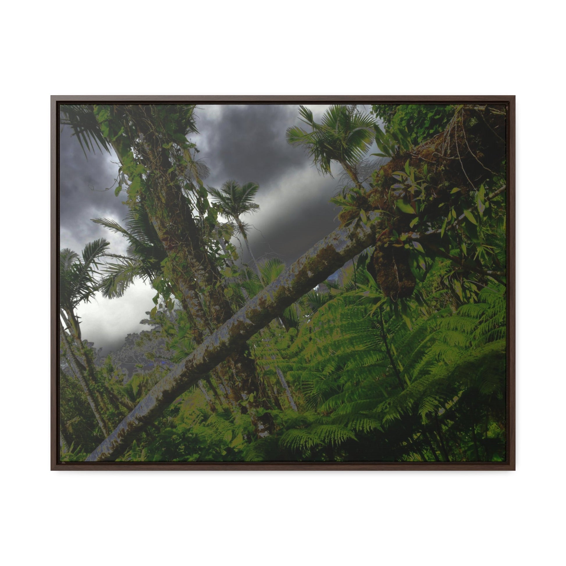 Rainforest Trails & Views - Gallery Canvas Wraps, Horizontal Frame - El Yunque National Forest - Puerto Rico - Color enhanced dramatic tangle of trees after Hurricane Maria - Green Forest Home