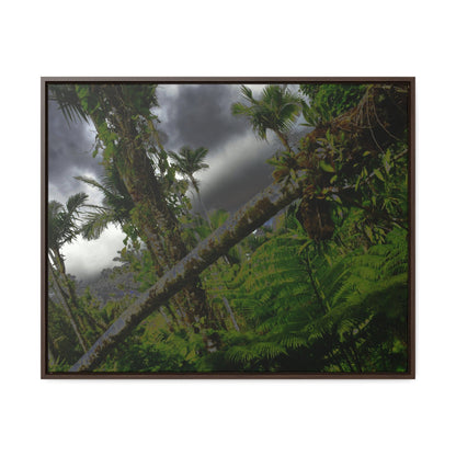Rainforest Trails & Views - Gallery Canvas Wraps, Horizontal Frame - El Yunque National Forest - Puerto Rico - Color enhanced dramatic tangle of trees after Hurricane Maria - Green Forest Home