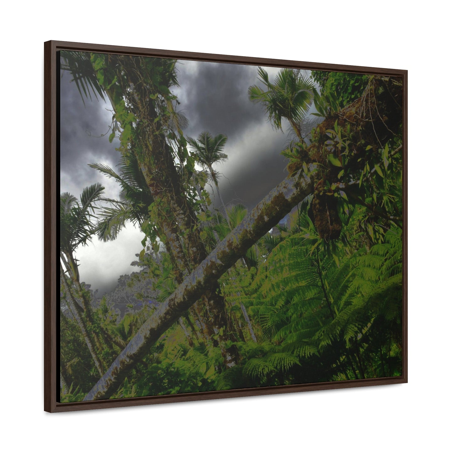Rainforest Trails & Views - Gallery Canvas Wraps, Horizontal Frame - El Yunque National Forest - Puerto Rico - Color enhanced dramatic tangle of trees after Hurricane Maria - Green Forest Home