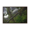 Rainforest Trails & Views - Gallery Canvas Wraps, Horizontal Frame - El Yunque National Forest - Puerto Rico - Color enhanced dramatic tangle of trees after Hurricane Maria - Green Forest Home