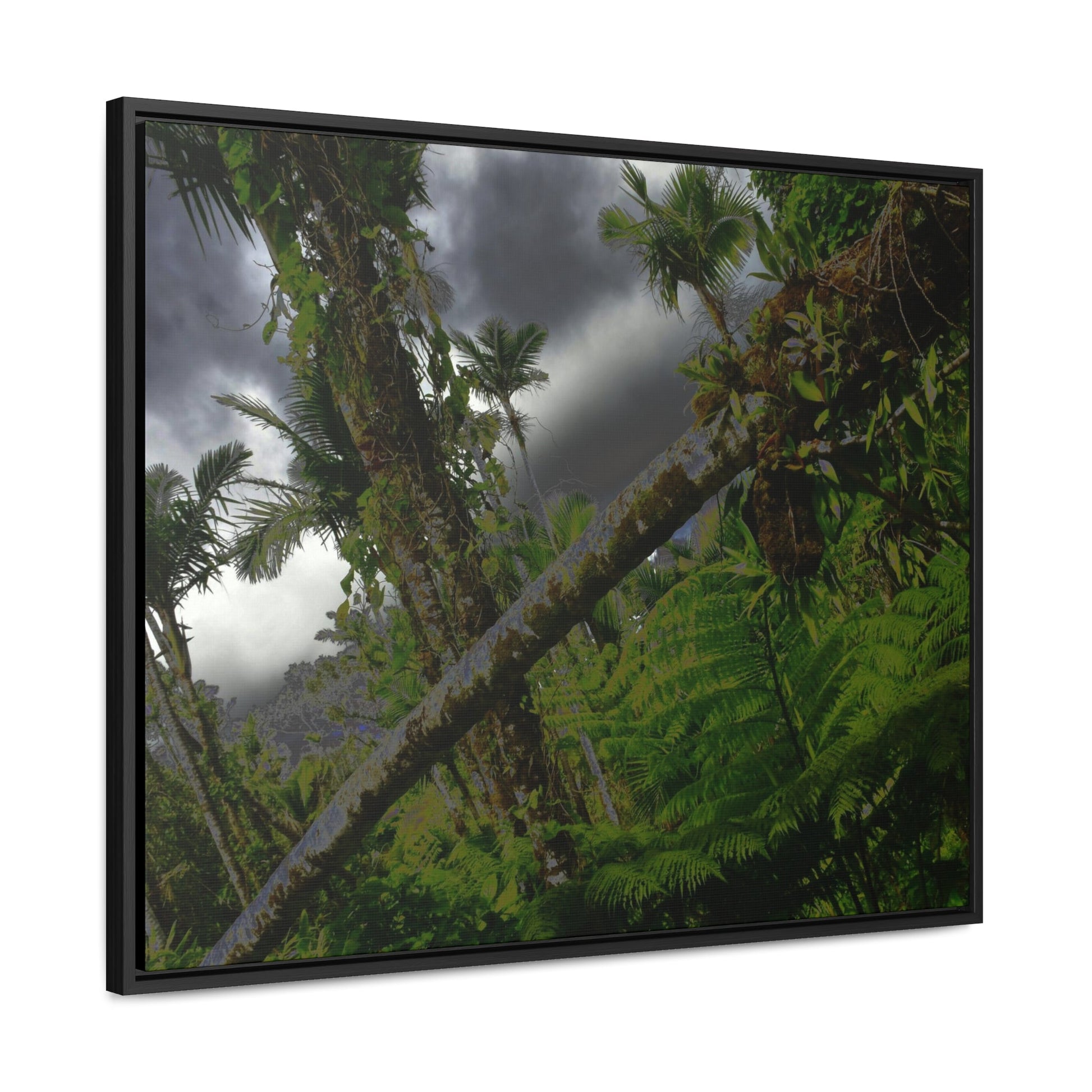Rainforest Trails & Views - Gallery Canvas Wraps, Horizontal Frame - El Yunque National Forest - Puerto Rico - Color enhanced dramatic tangle of trees after Hurricane Maria - Green Forest Home