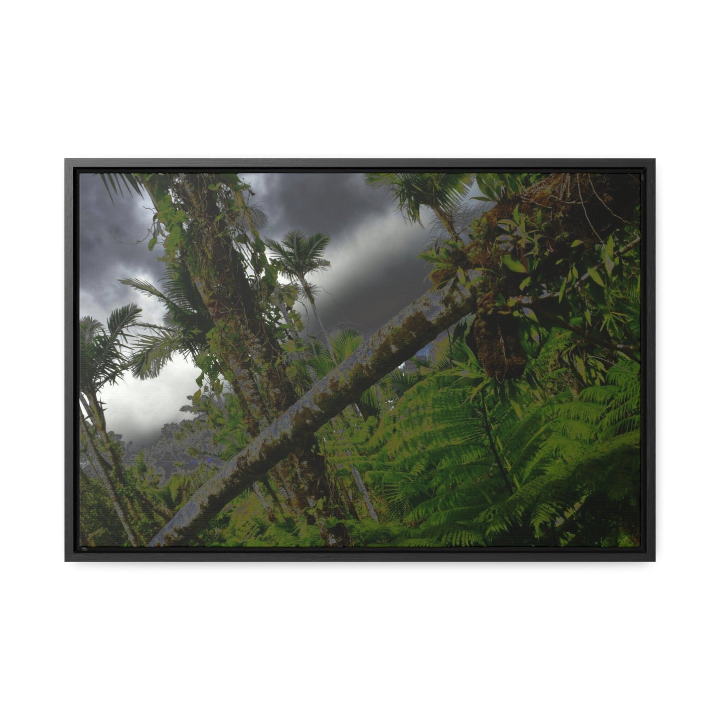 Rainforest Trails & Views - Gallery Canvas Wraps, Horizontal Frame - El Yunque National Forest - Puerto Rico - Color enhanced dramatic tangle of trees after Hurricane Maria - Green Forest Home