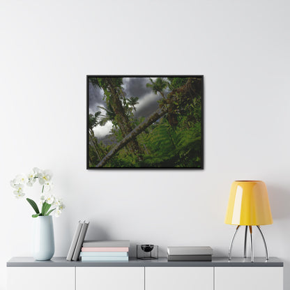 Rainforest Trails & Views - Gallery Canvas Wraps, Horizontal Frame - El Yunque National Forest - Puerto Rico - Color enhanced dramatic tangle of trees after Hurricane Maria - Green Forest Home