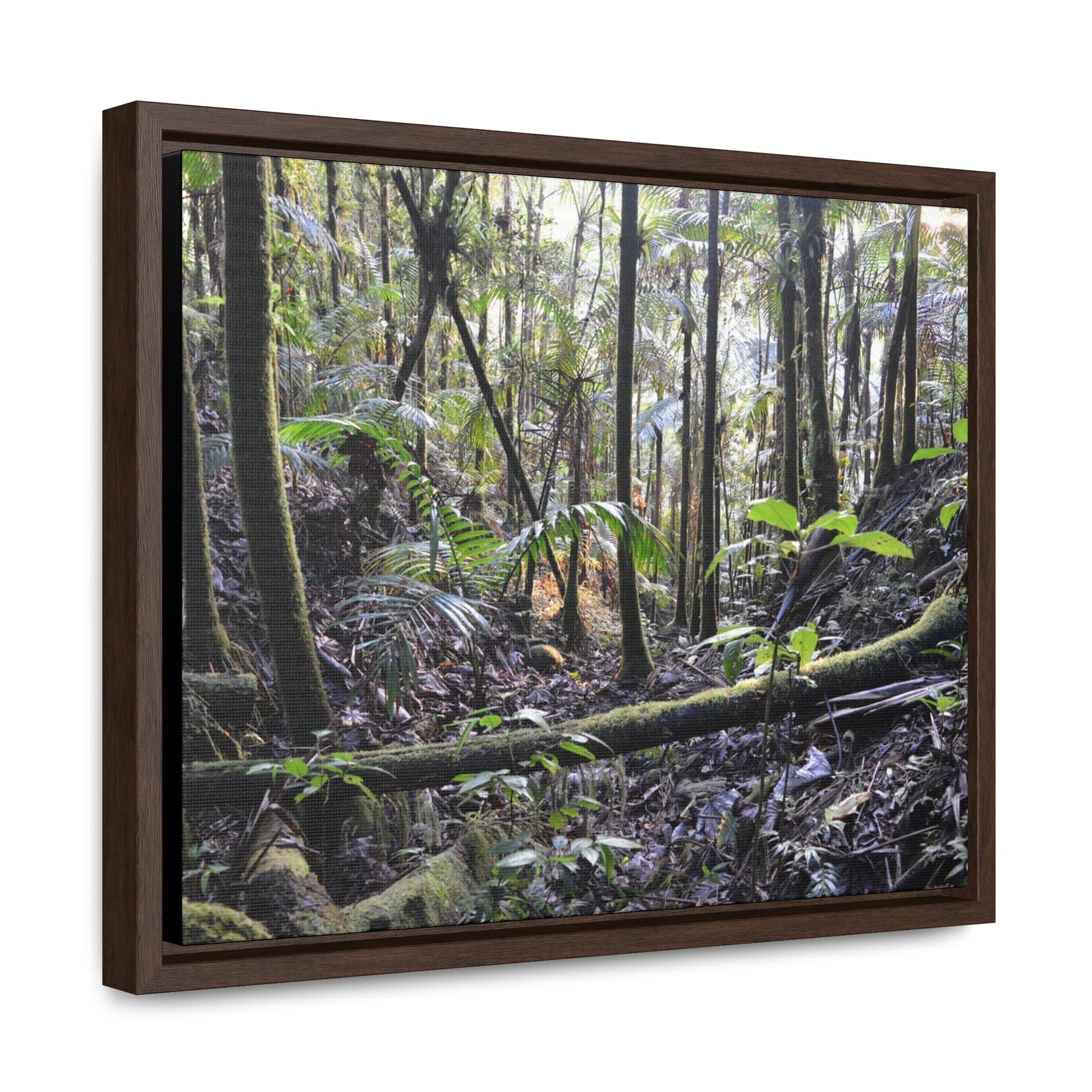 Rainforest Trails & Views - Gallery Canvas Wraps, Horizontal Frame - El Yunque National Forest - Puerto Rico - Early Holy Spirit River - Green Forest Home