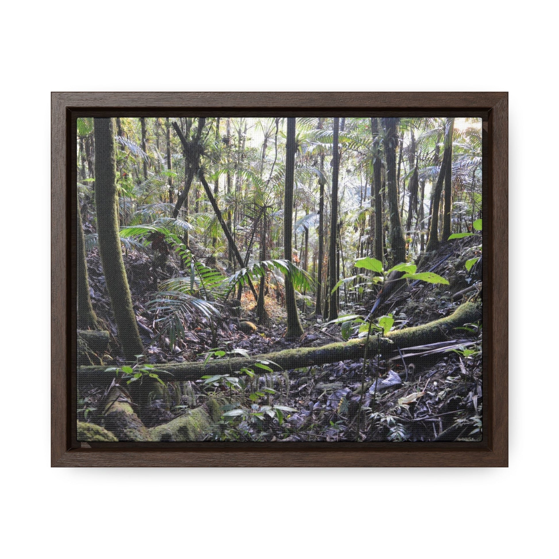 Rainforest Trails & Views - Gallery Canvas Wraps, Horizontal Frame - El Yunque National Forest - Puerto Rico - Early Holy Spirit River - Green Forest Home