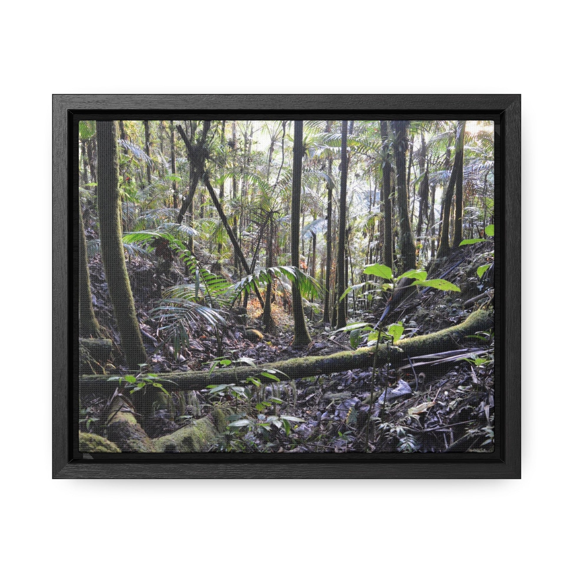 Rainforest Trails & Views - Gallery Canvas Wraps, Horizontal Frame - El Yunque National Forest - Puerto Rico - Early Holy Spirit River - Green Forest Home