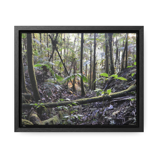Rainforest Trails & Views - Gallery Canvas Wraps, Horizontal Frame - El Yunque National Forest - Puerto Rico - Early Holy Spirit River - Green Forest Home