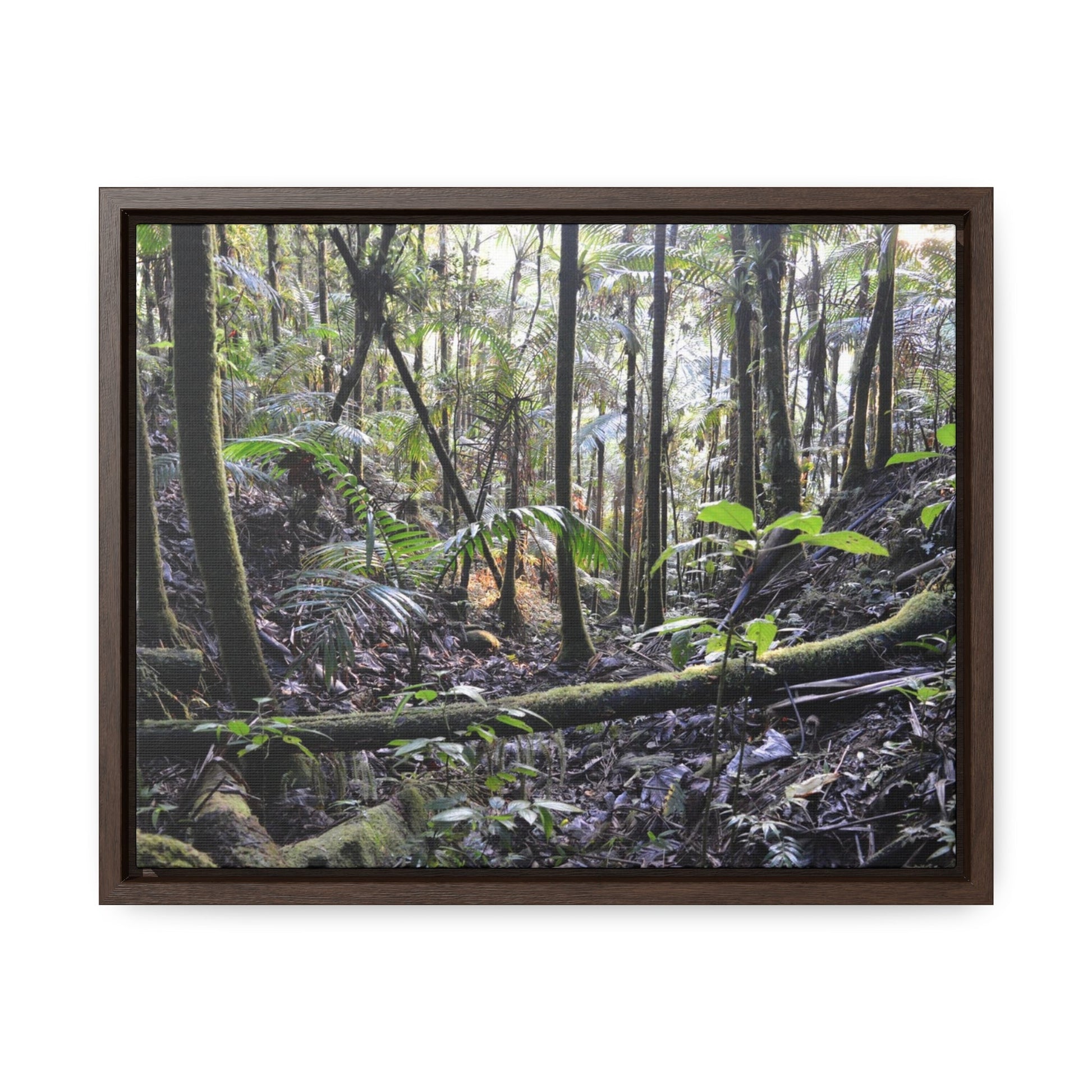 Rainforest Trails & Views - Gallery Canvas Wraps, Horizontal Frame - El Yunque National Forest - Puerto Rico - Early Holy Spirit River - Green Forest Home