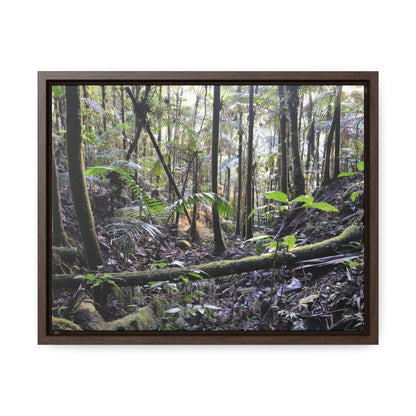 Rainforest Trails & Views - Gallery Canvas Wraps, Horizontal Frame - El Yunque National Forest - Puerto Rico - Early Holy Spirit River - Green Forest Home