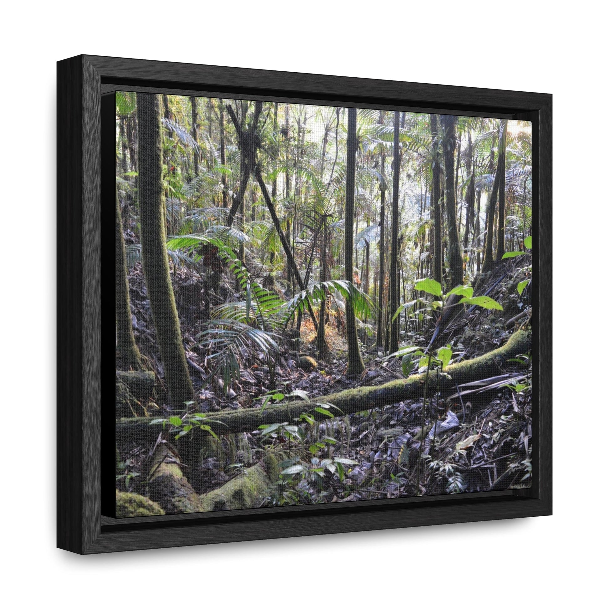 Rainforest Trails & Views - Gallery Canvas Wraps, Horizontal Frame - El Yunque National Forest - Puerto Rico - Early Holy Spirit River - Green Forest Home