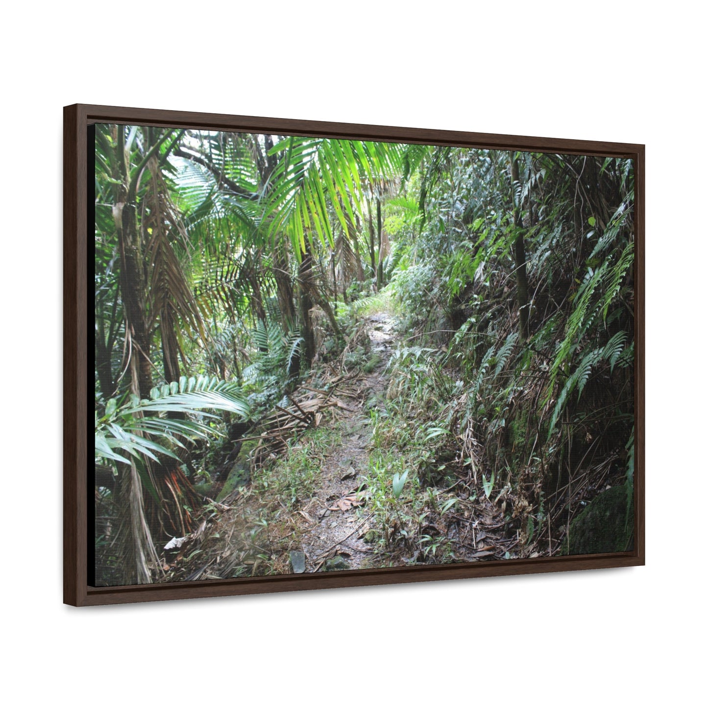 Rainforest Trails & Views - Gallery Canvas Wraps, Horizontal Frame - El Yunque National Forest - Puerto Rico - Early Tradewinds trail - Green Forest Home