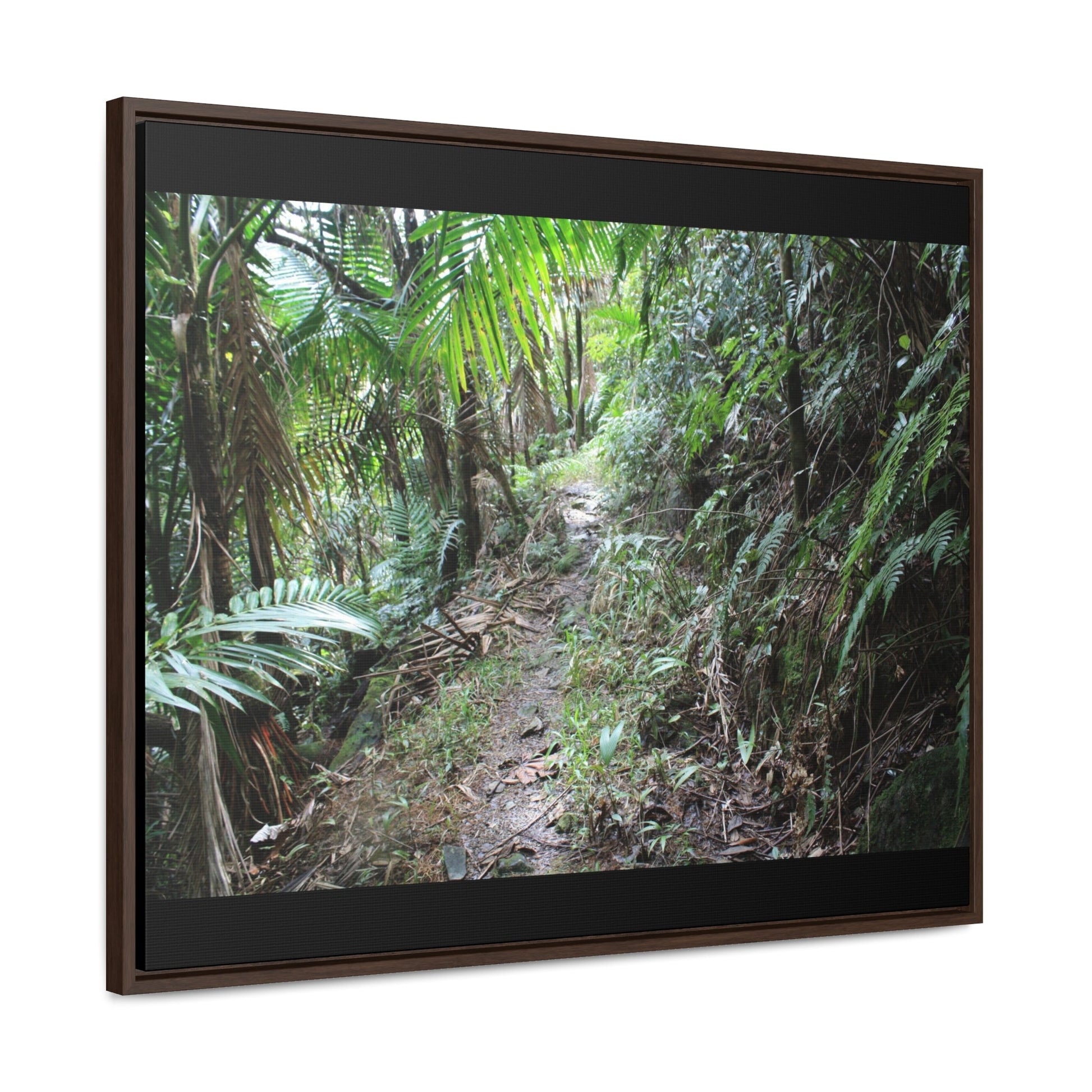 Rainforest Trails & Views - Gallery Canvas Wraps, Horizontal Frame - El Yunque National Forest - Puerto Rico - Early Tradewinds trail - Green Forest Home