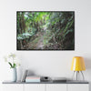 Rainforest Trails & Views - Gallery Canvas Wraps, Horizontal Frame - El Yunque National Forest - Puerto Rico - Early Tradewinds trail - Green Forest Home