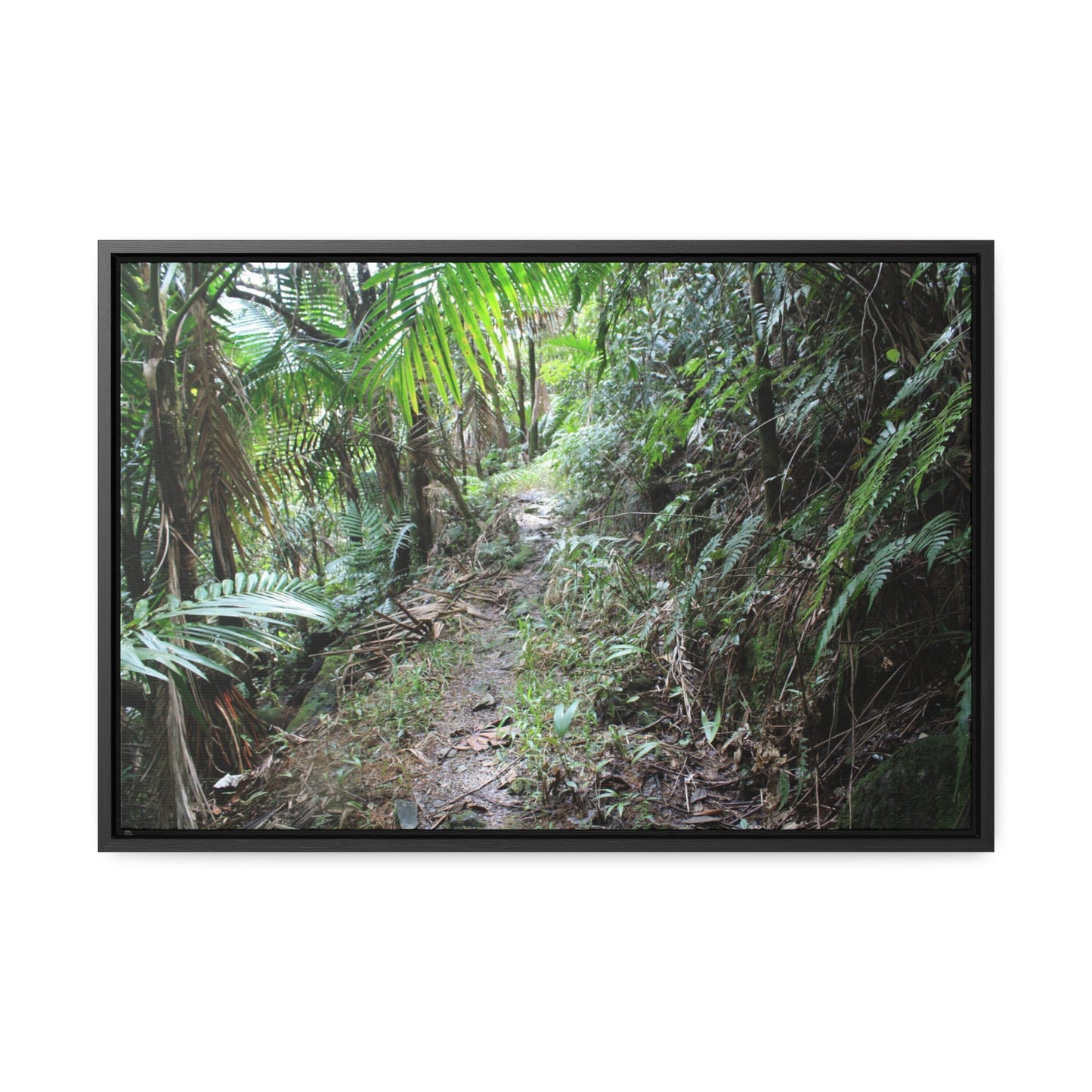 Rainforest Trails & Views - Gallery Canvas Wraps, Horizontal Frame - El Yunque National Forest - Puerto Rico - Early Tradewinds trail - Green Forest Home