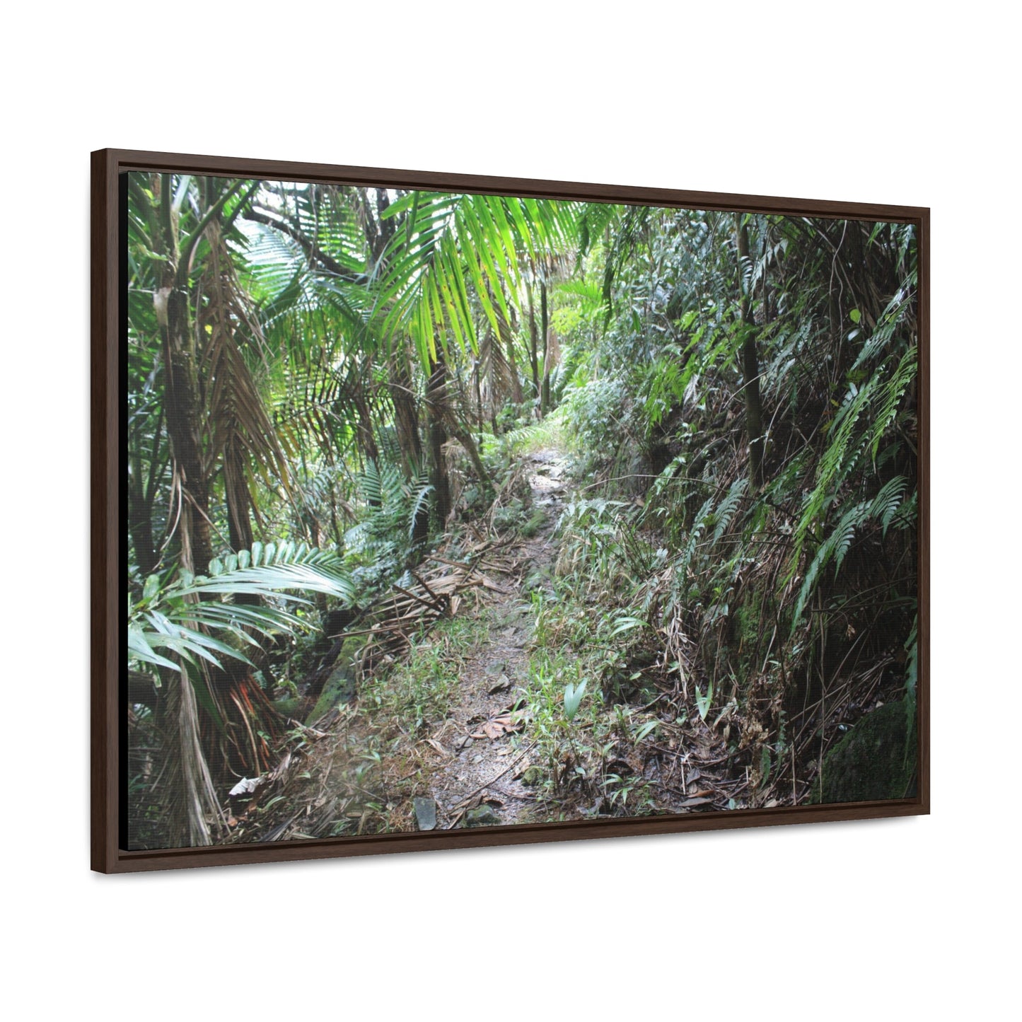 Rainforest Trails & Views - Gallery Canvas Wraps, Horizontal Frame - El Yunque National Forest - Puerto Rico - Early Tradewinds trail - Green Forest Home