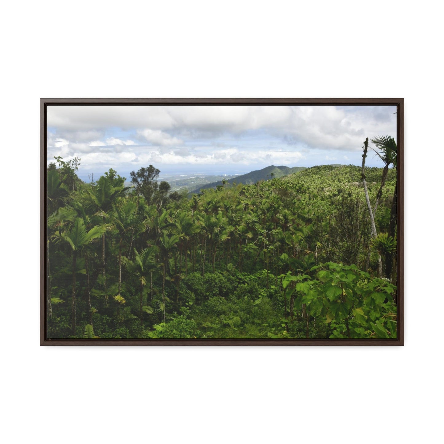 Rainforest Trails & Views - Gallery Canvas Wraps, Horizontal Frame - El Yunque National Forest - Puerto Rico - East peak access road view of old landslide now green - Green Forest Home