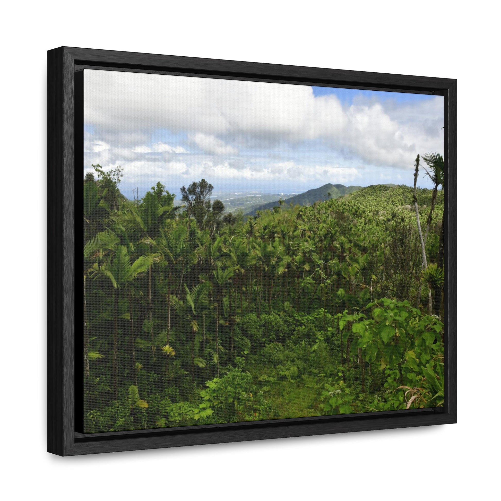 Rainforest Trails & Views - Gallery Canvas Wraps, Horizontal Frame - El Yunque National Forest - Puerto Rico - East peak access road view of old landslide now green - Green Forest Home
