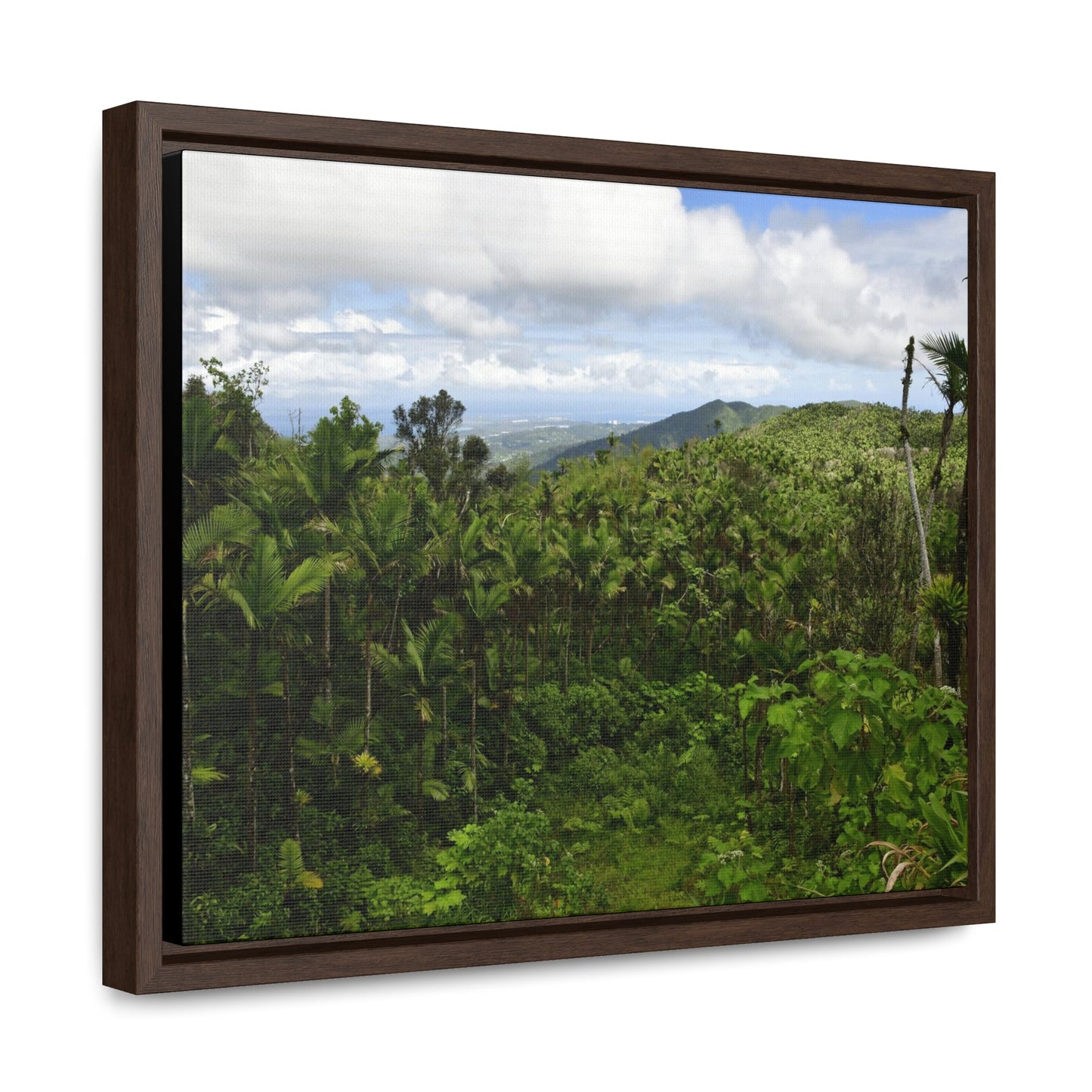 Rainforest Trails & Views - Gallery Canvas Wraps, Horizontal Frame - El Yunque National Forest - Puerto Rico - East peak access road view of old landslide now green - Green Forest Home