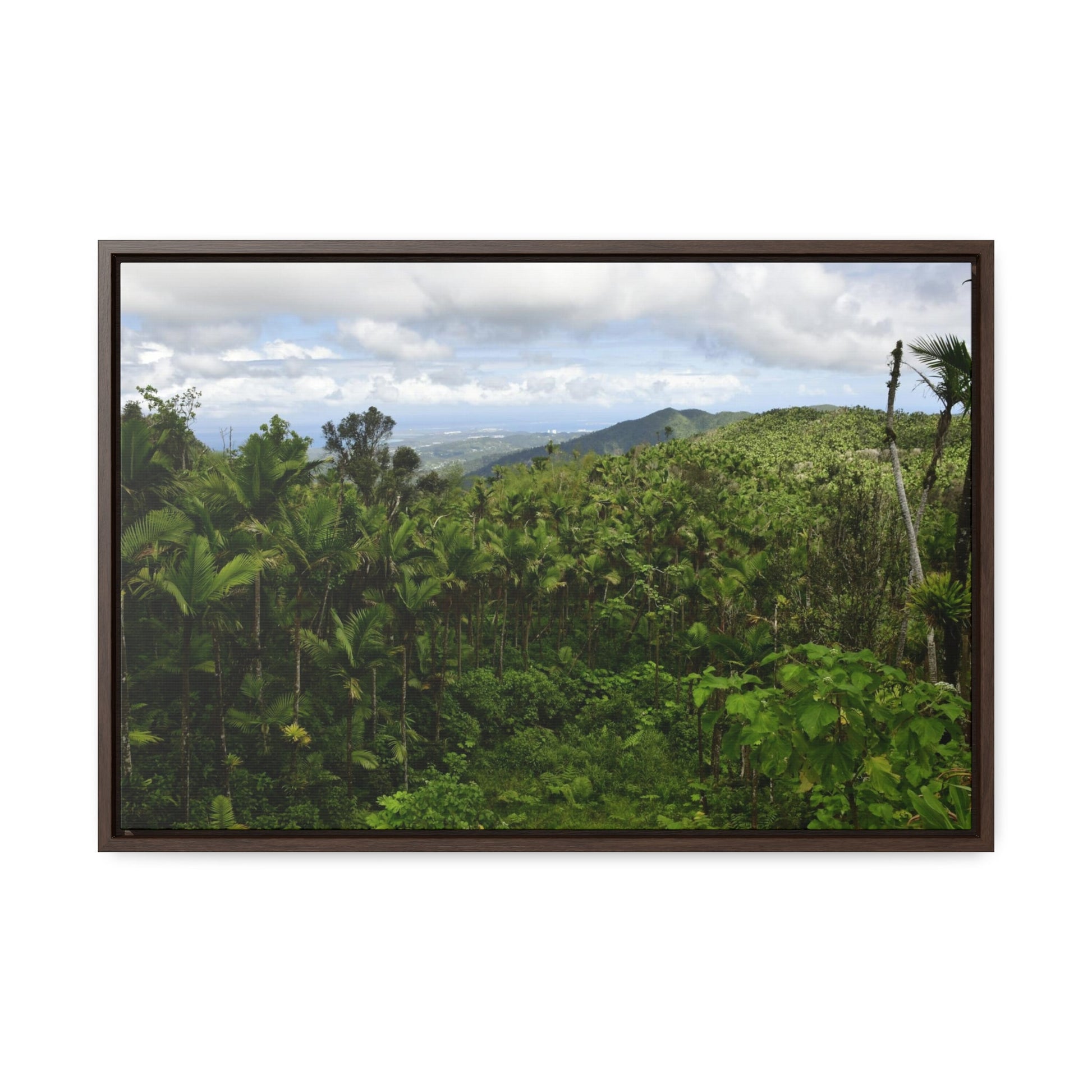 Rainforest Trails & Views - Gallery Canvas Wraps, Horizontal Frame - El Yunque National Forest - Puerto Rico - East peak access road view of old landslide now green - Green Forest Home