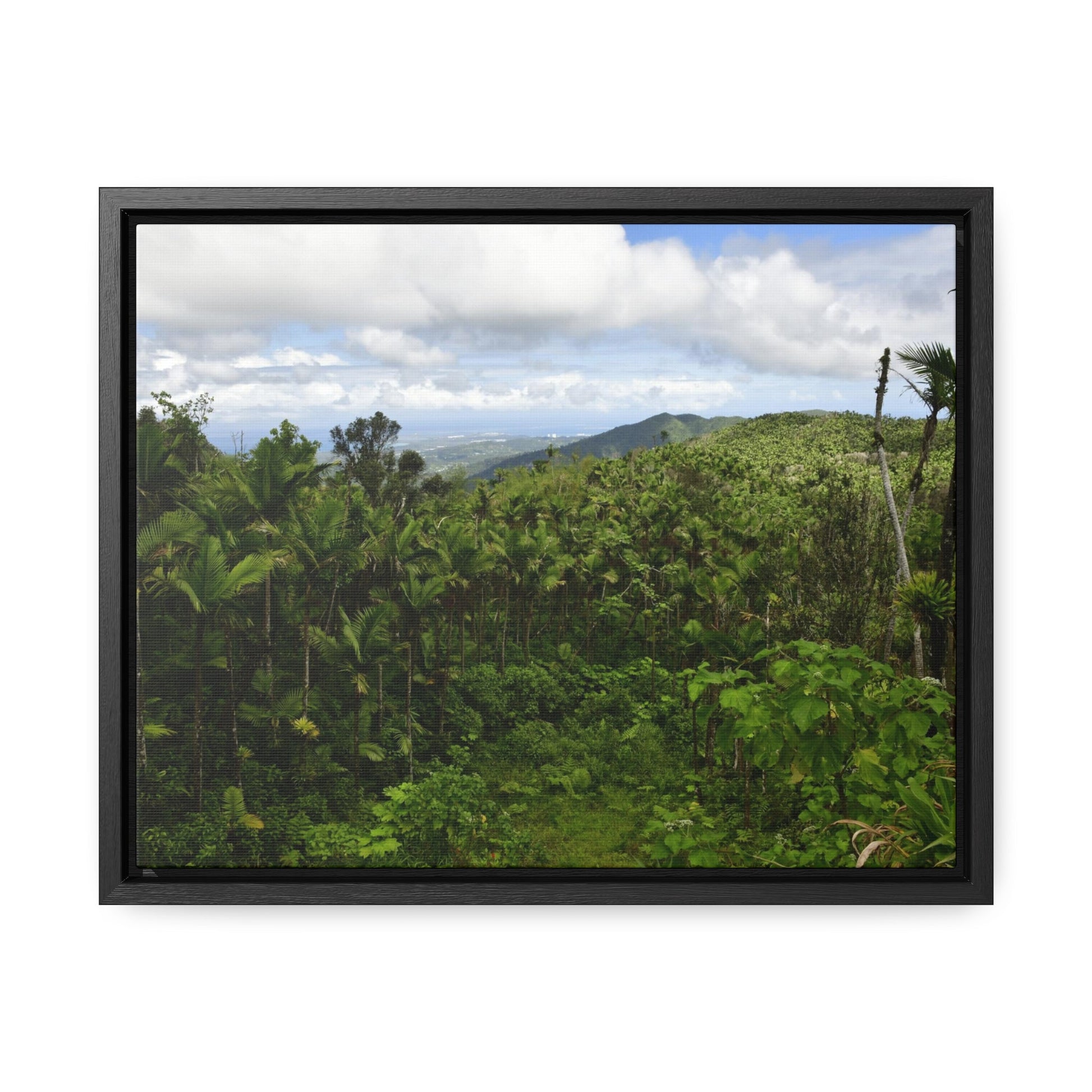 Rainforest Trails & Views - Gallery Canvas Wraps, Horizontal Frame - El Yunque National Forest - Puerto Rico - East peak access road view of old landslide now green - Green Forest Home