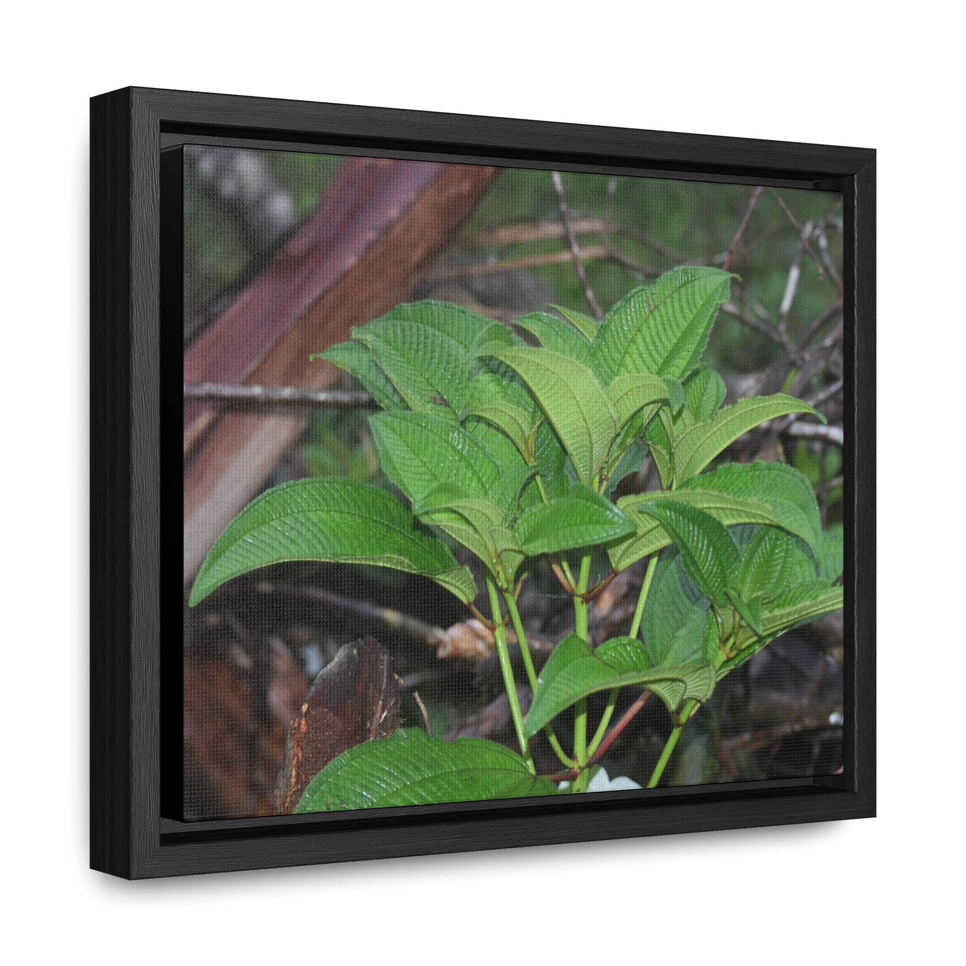 Rainforest Trails & Views - Gallery Canvas Wraps, Horizontal Frame - El Yunque National Forest - Puerto Rico - Exuberant vegetation of the forest - Green Forest Home