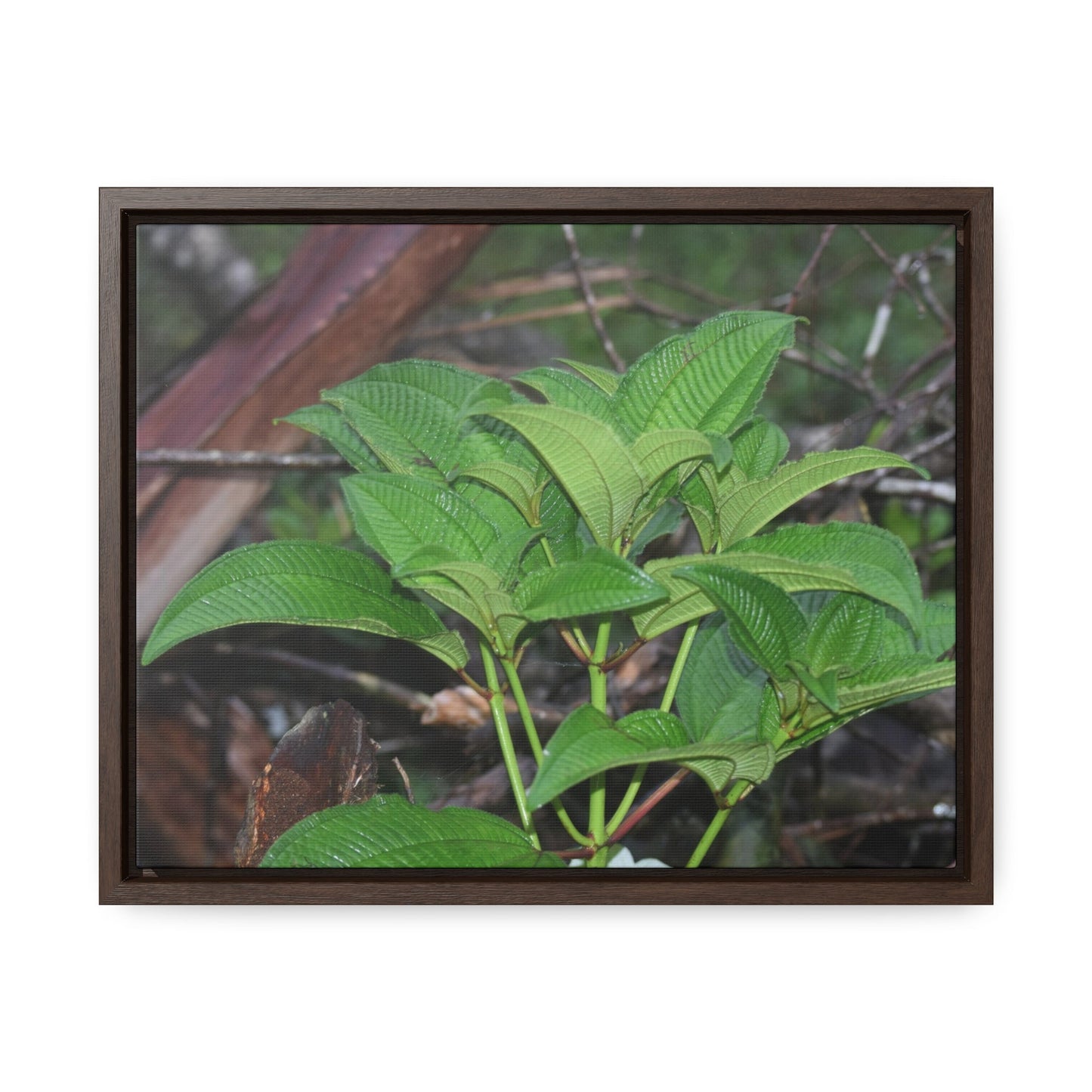 Rainforest Trails & Views - Gallery Canvas Wraps, Horizontal Frame - El Yunque National Forest - Puerto Rico - Exuberant vegetation of the forest - Green Forest Home