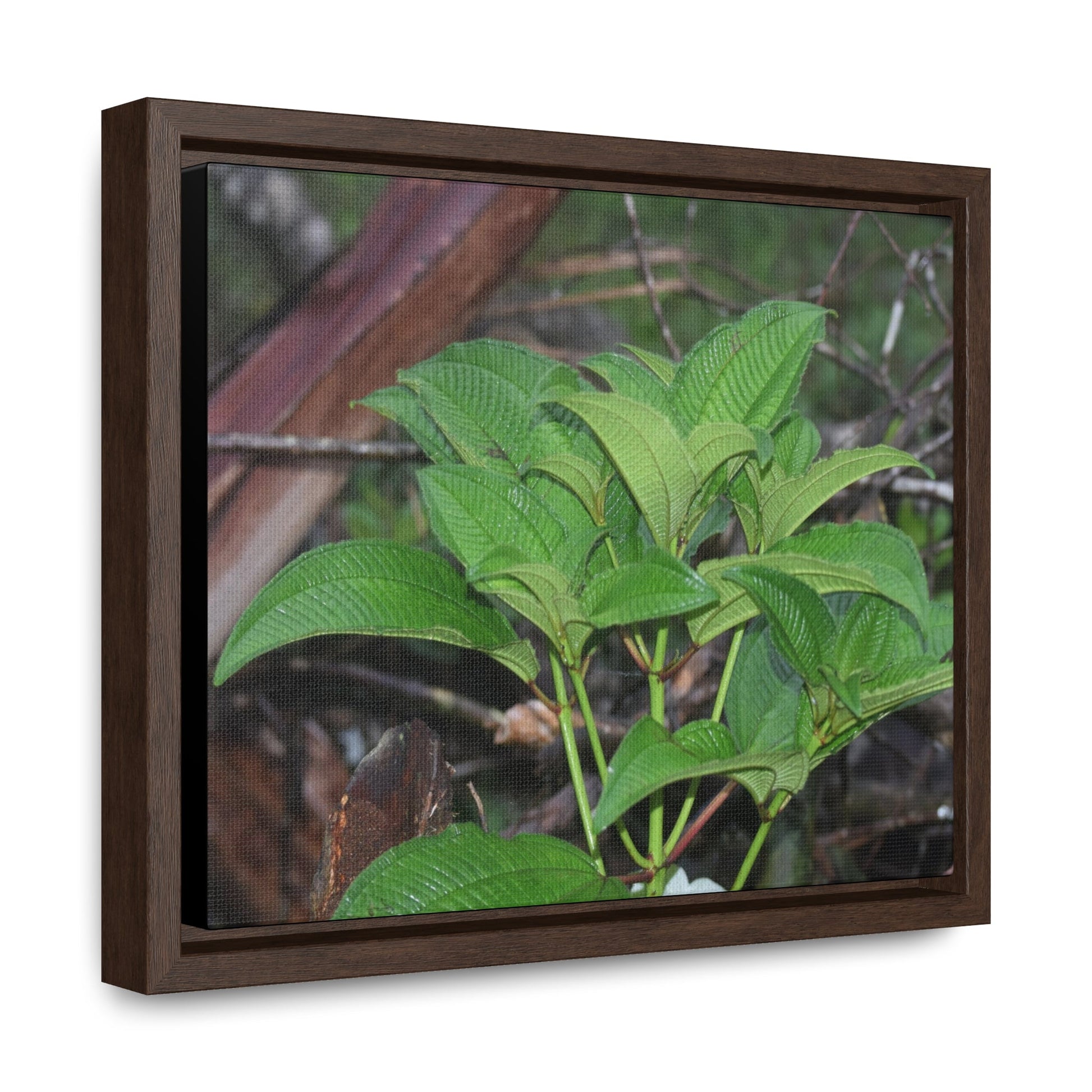 Rainforest Trails & Views - Gallery Canvas Wraps, Horizontal Frame - El Yunque National Forest - Puerto Rico - Exuberant vegetation of the forest - Green Forest Home