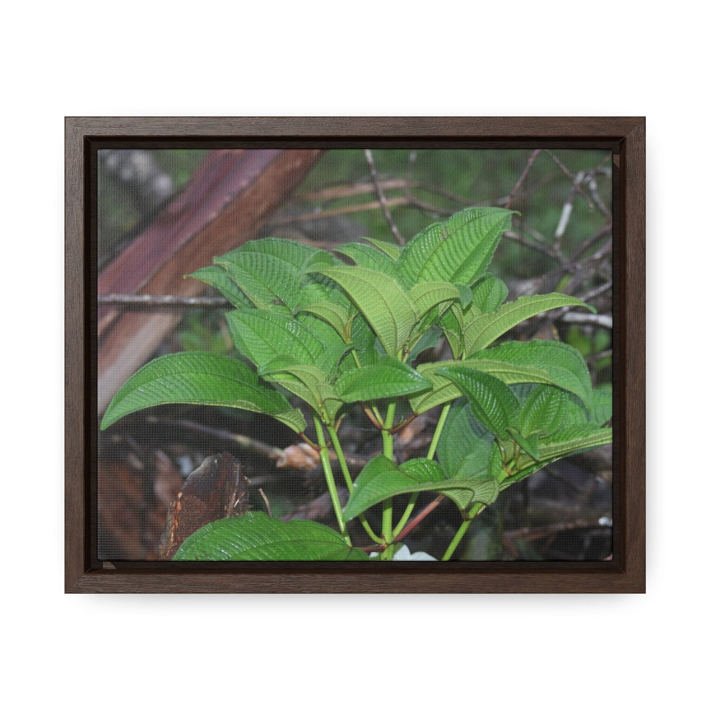 Rainforest Trails & Views - Gallery Canvas Wraps, Horizontal Frame - El Yunque National Forest - Puerto Rico - Exuberant vegetation of the forest - Green Forest Home