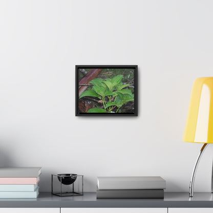 Rainforest Trails & Views - Gallery Canvas Wraps, Horizontal Frame - El Yunque National Forest - Puerto Rico - Exuberant vegetation of the forest - Green Forest Home
