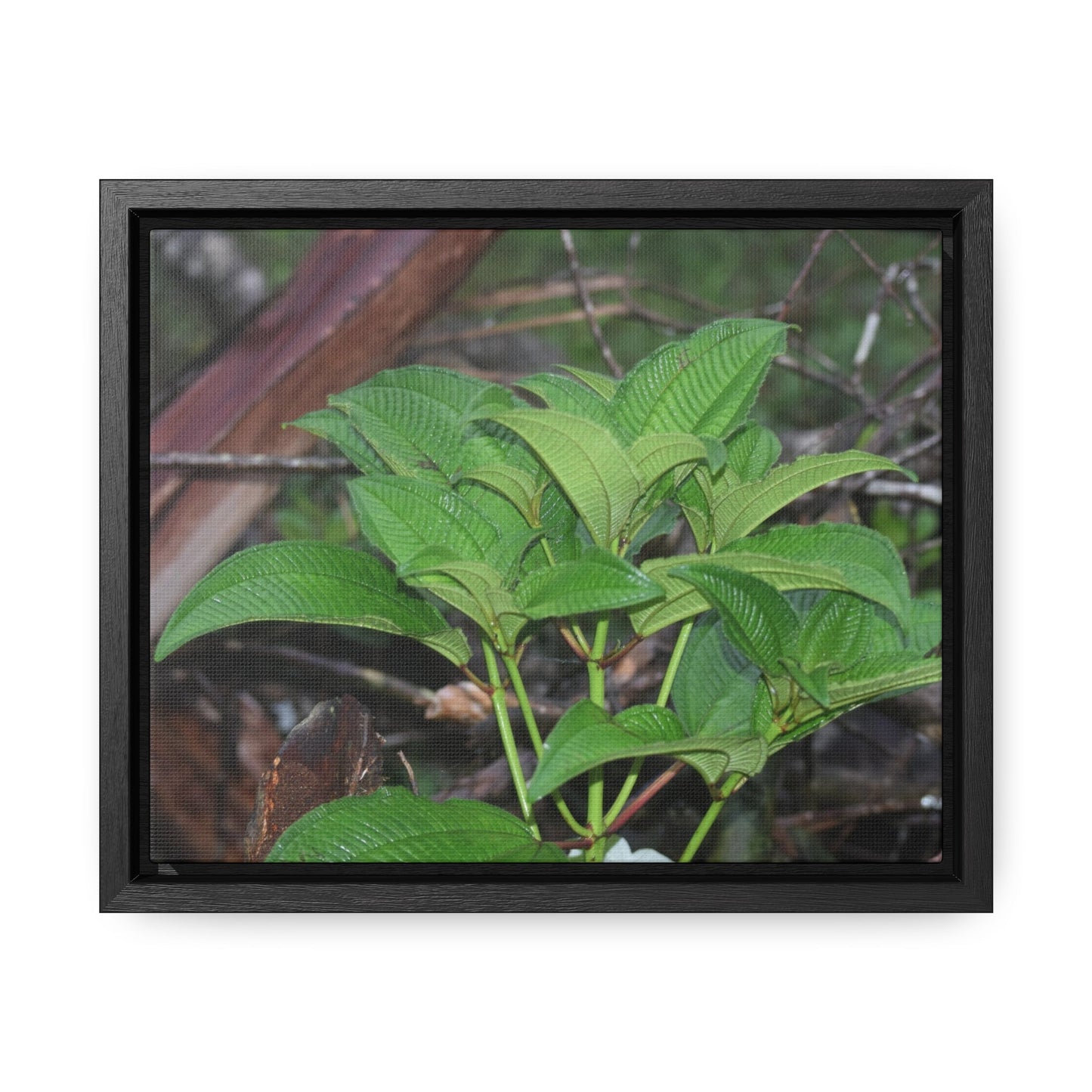 Rainforest Trails & Views - Gallery Canvas Wraps, Horizontal Frame - El Yunque National Forest - Puerto Rico - Exuberant vegetation of the forest - Green Forest Home