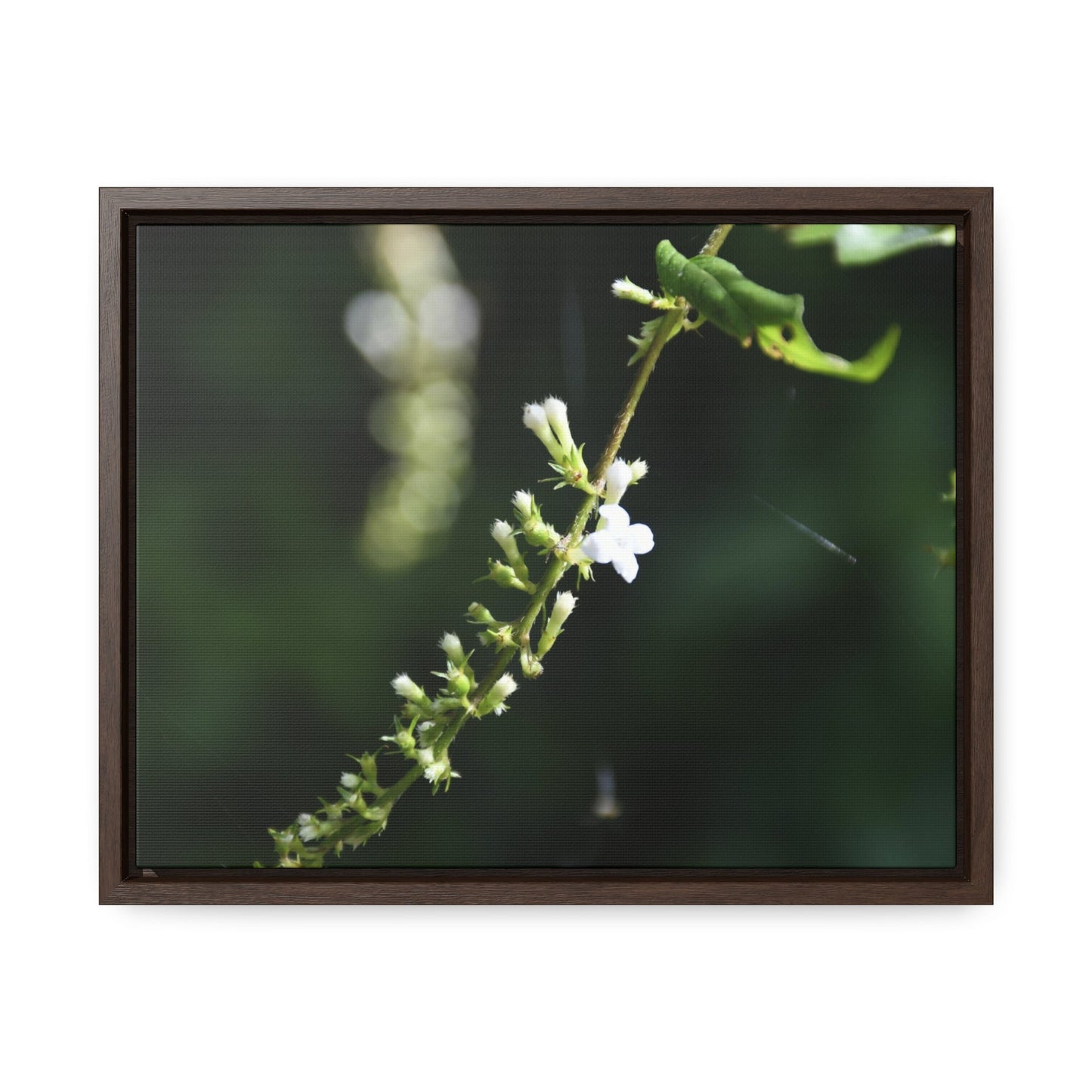 Rainforest Trails & Views - Gallery Canvas Wraps, Horizontal Frame - El Yunque National Forest - Puerto Rico - Flowers of El Yunque - Green Forest Home