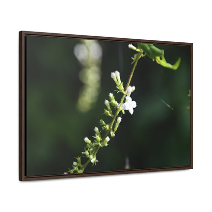 Rainforest Trails & Views - Gallery Canvas Wraps, Horizontal Frame - El Yunque National Forest - Puerto Rico - Flowers of El Yunque - Green Forest Home