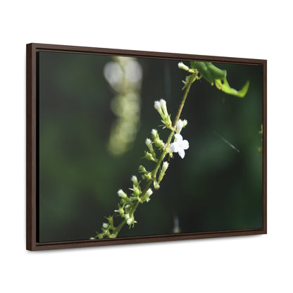 Rainforest Trails & Views - Gallery Canvas Wraps, Horizontal Frame - El Yunque National Forest - Puerto Rico - Flowers of El Yunque - Green Forest Home