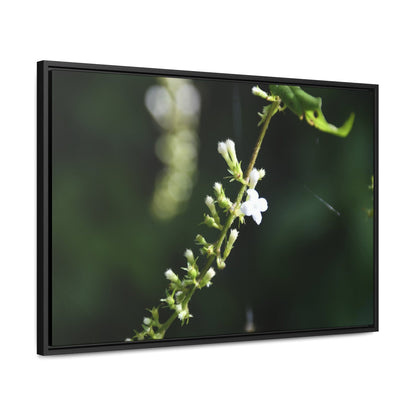 Rainforest Trails & Views - Gallery Canvas Wraps, Horizontal Frame - El Yunque National Forest - Puerto Rico - Flowers of El Yunque - Green Forest Home
