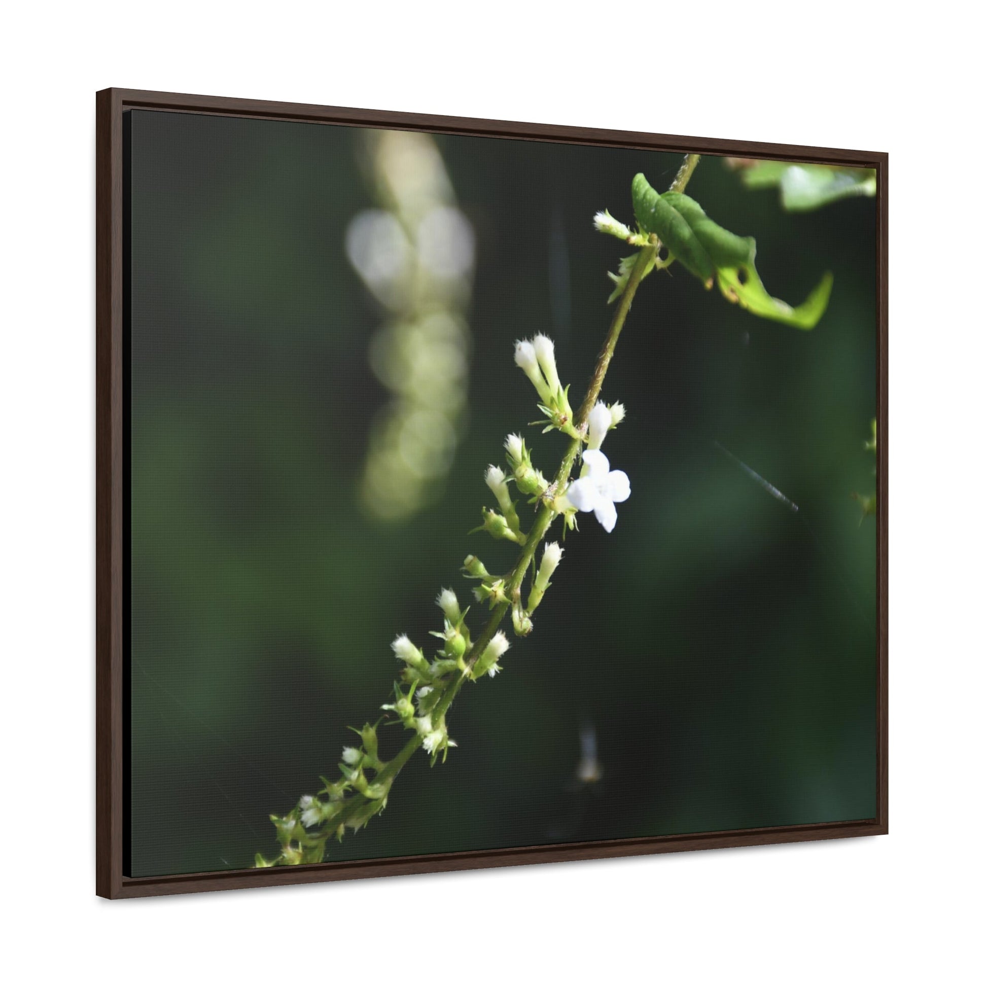 Rainforest Trails & Views - Gallery Canvas Wraps, Horizontal Frame - El Yunque National Forest - Puerto Rico - Flowers of El Yunque - Green Forest Home