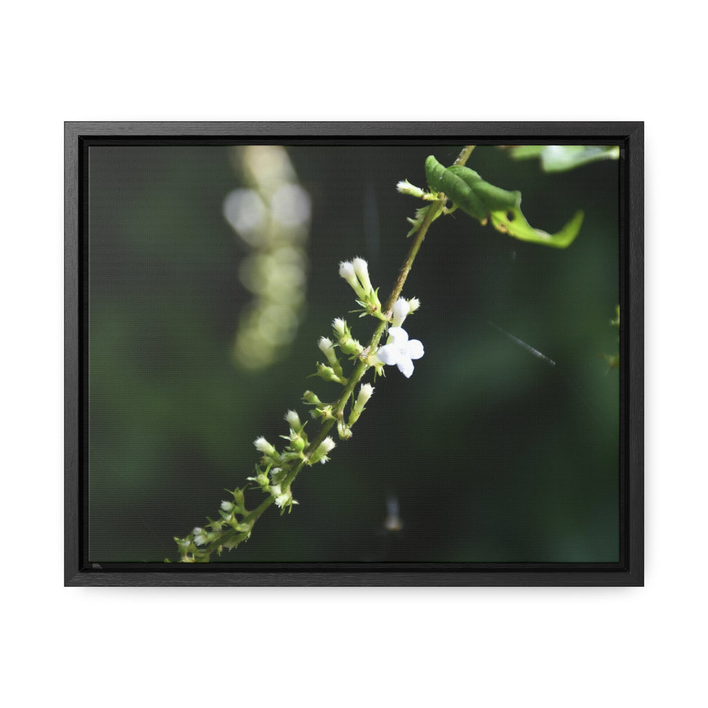 Rainforest Trails & Views - Gallery Canvas Wraps, Horizontal Frame - El Yunque National Forest - Puerto Rico - Flowers of El Yunque - Green Forest Home