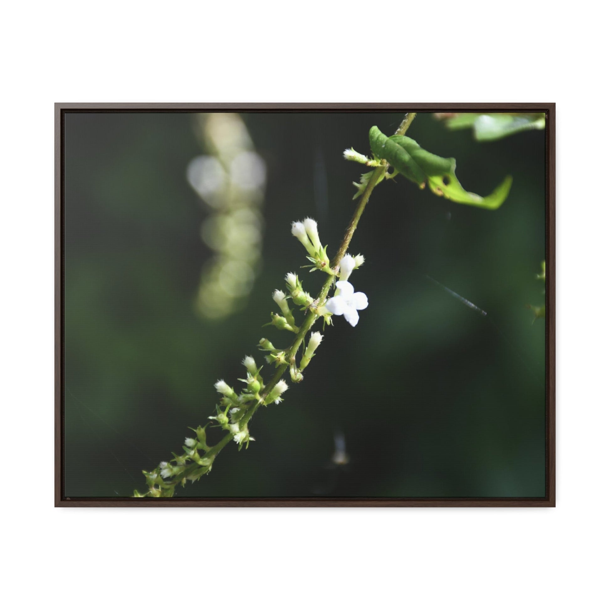 Rainforest Trails & Views - Gallery Canvas Wraps, Horizontal Frame - El Yunque National Forest - Puerto Rico - Flowers of El Yunque - Green Forest Home